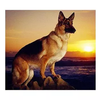 5D Алмазная вышивка животных Овчарка Собака Алмазная картина Закат Вышивка крестом Мозаика Стразы Домашний декор 20X30CM