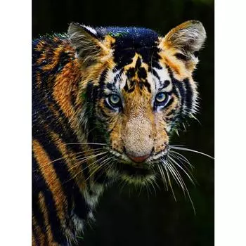 5d Алмазная картина Алмазная вышивка Стразы Алмазное искусство Настенный декор Full Round 20X30CM