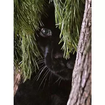 5D алмазная живопись ремесло сделай сам алмазная вышивка стразы вышивка алмаз настенное искусство декор Full Round 20X30CM