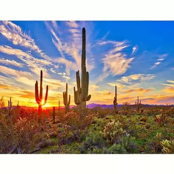 5D алмазная живопись, вышивка крестиком, кактус, полная круглая мозаика, пейзажная вышивка, домашний декор 30x40 см/12x16 дюймов 30x40cm NO Frame