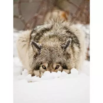 5d алмазная живопись, вышивка, стразы, алмазная живопись, полная дрель, квадратный волк, настенный художественный декор Full Round 20X30CM