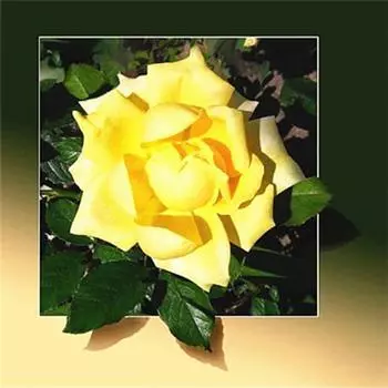 5D Алмазная картина Цветок Алмазная вышивка Распродажа Стразы Картина Сделай Сам Вышивка крестом Домашний Декор Подарок 30X30CM