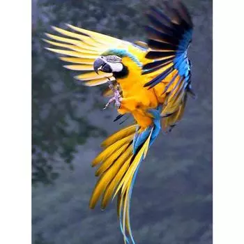 5d Diamond Craft Картина Крест Стич Комплекты Diy Алмазная вышивка Алмазная стена искусств Декор Full Round 20X30CM