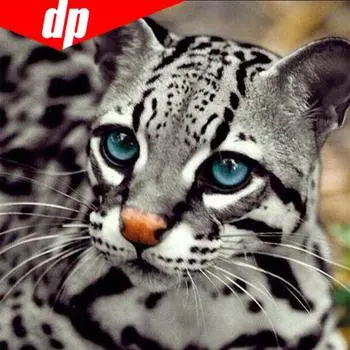5d Diy Алмаз «Большой глаз Леопарда» Узор Вышивка крестом Алмазная картина Животное Вышивка 30x30