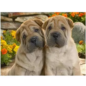 5D Diy Алмазная картина Бедный щенок Алмазная вышивка Крестом Домашний декор Подарки ручной работыjavascript: Round 20x30cm