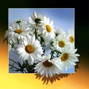 5D DIY Алмазная картина Белый цветок хризантемы Вышивка крестиком Алмазная вышивка Мозаика Домашний декор Full Round 20x20CM