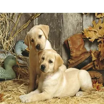 5D Diy Алмазная картина Белый щенок Алмазная вышивка Крестом Домашний декор Подарки ручной работы Round 20x30cm