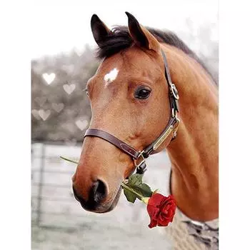 5D DIY Алмазная картина Бисер Вышивка Черная лошадь Алмазная мозаика Вышивка крестом Животное Домашний декор 20X30CM