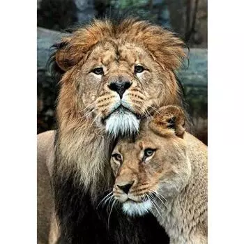 5D Diy Алмазная картина Большой и маленький Лев Алмазная вышивка Крестом Домашний декор Подарки ручной работы Round 20x30cm