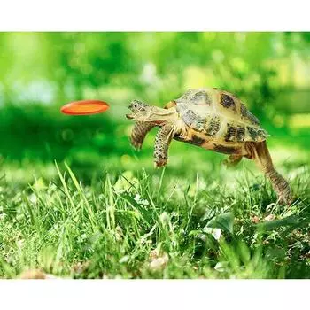 5D Diy Алмазная картина Черепаха Алмазная вышивка Крест Стежок Главная Декор Подарки ручной работы Round 20x30cm