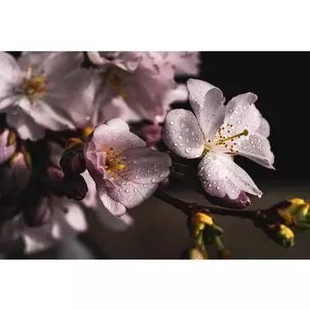 5D DIY Алмазная картина Цветение сливы Вышивка крестиком Алмазная вышивка Цветы 20X30CM