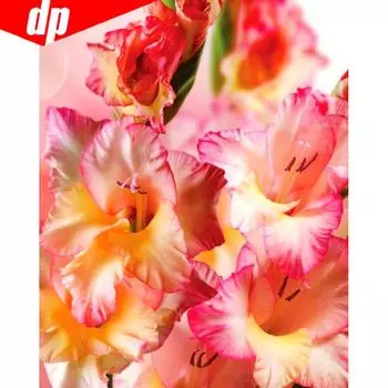 5D DIY Алмазная картина Цветочная вышивка Продажа Фотографии Стразы Полный дисплей Алмаз 20X30