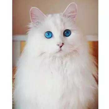 5d DIY Алмазная картина Цветы Домашний декор Полный круглый Мозаика Алмазная вышивка Ваза Вышивка крестом 20X30CM красный