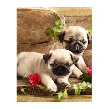 5D Diy Алмазная картина Два щенка Алмазная вышивка Крестом Домашний декор Подарки ручной работы Round 20x30cm