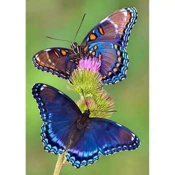 5D Diy Алмазная картина Две красивые бабочки Вышивка крестом Домашний декор Подарок ручной работы 20X25CM