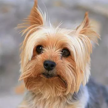 5D Diy Алмазная картина «Хороший щенок» Алмазная вышивка Полный набор аниме Наборы для вышивки крестом Домашний декор Подарок ручной работы Round 25x25cm