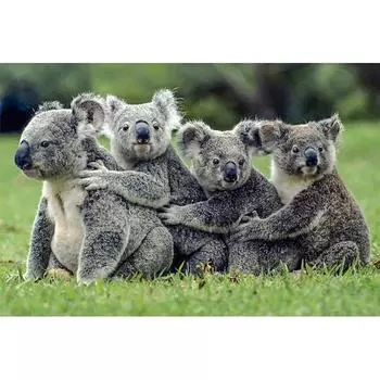 5D DIY Алмазная картина Коала Вышивка Крестом Горный хрусталь Мозаика Домашний декор 20X30CM