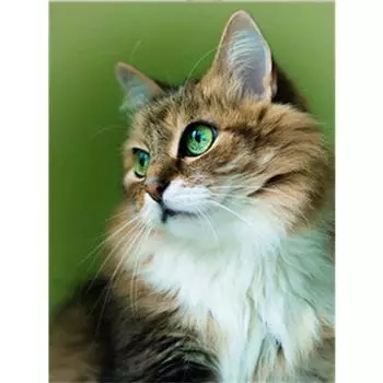 5D DIY Алмазная картина Кошка Алмазная вышивка Полная круглая дрель Картина Горный хрусталь Вышивка крестом 20X30CM