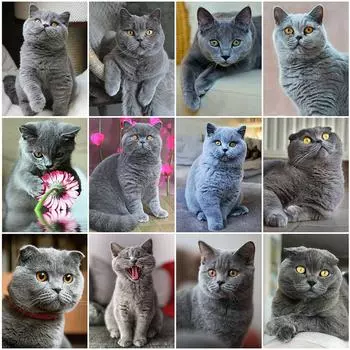 5D DIY Алмазная картина Кошка Полный круглый Алмазная вышивка Животные Горный хрусталь Мозаика Ремесло Настенные украшения Full Round 20x25CM