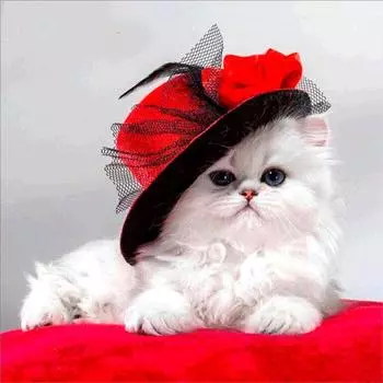 5D Diy Алмазная картина Кот в шляпе Алмазная вышивка Полный набор аниме Наборы для вышивки крестом Домашний декор Подарок ручной работы Round 25x25cm