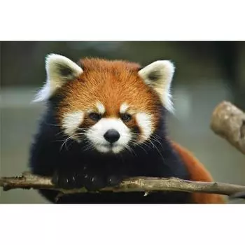 5D Diy Алмазная картина Красная панда Алмазная вышивка Крестом Домашний декор Подарки ручной работыjavascript: Round 20x30cm