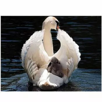 5D Diy Алмазная картина Лебедь и ребенок-лебедь Алмазная вышивка Свадебные украшения 20X30CM