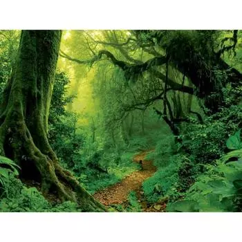5D DIY Алмазная картина Лесная вышивка Мозаика Вышивка крестом Горный хрусталь Украшение 20X30CM