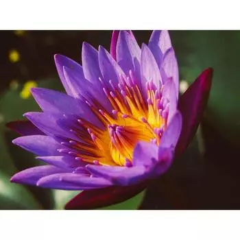 5D DIY Алмазная картина Лотос Алмазная вышивка Мозаика Крест Стежок Горный хрусталь 20X30CM