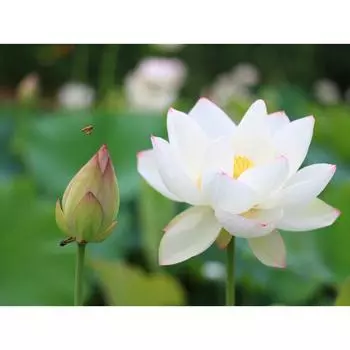 5D DIY Алмазная картина Лотос Вышивка Мозаика Крест Стежок Горный хрусталь Декор 20X30CM