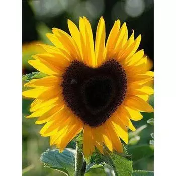 5D DIY Алмазная картина Любовь Подсолнух Алмазная вышивка Мозаика Вышивка крестиком украшение подарок 20X30CM