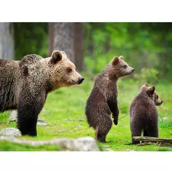 5D DIY Алмазная картина Медведи Наборы для вышивки крестом Полная круглая алмазная вышивка 20X30CM