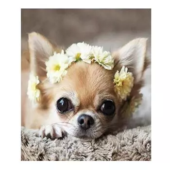 5D Diy Алмазная картина Милый щенок Алмазная вышивка Крестом Домашний декор Подарки ручной работыjavascript: Round 20x30cm