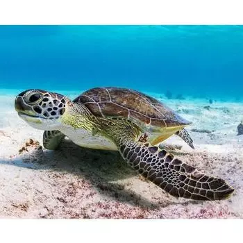5D DIY Алмазная картина Морская черепаха Набор для вышивки крестом Мозаика Алмазная вышивка Роза Полный круглый/квадратный дрель Украшение дома Round 20x30cm
