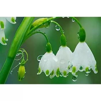 5D DIY Алмазная картина Мозаика «Белый цветок» Алмазная вышивка Крестом Украшение дома 20X30CM