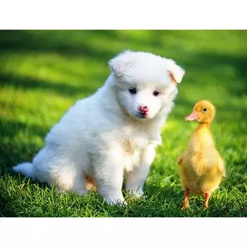 5D DIY Алмазная картина Мозаика Собака и утка Алмазная вышивка со стразами Крест Стежок 20X30CM