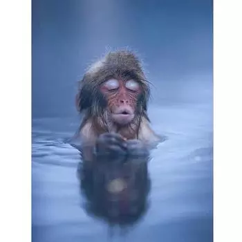 5D DIY Алмазная картина Обезьяна в Хот-Спринге Полная площадь Алмазная вышивка 20X30CM