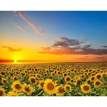 5D DIY Алмазная картина Подсолнух Морская Алмазная вышивка Полный мозаичный набор Наборы для вышивки крестом Домашний декор Подарки ручной работы Round 20x30cm