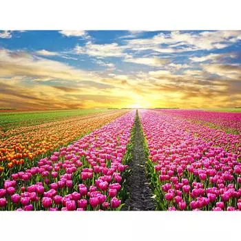 5D DIY Алмазная картина Полный круглый дрель Сад Восход солнца Алмазная вышивка Крест астеж 20X30CM