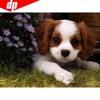 5D DIY Алмазная картина Полный круглый горный хрусталь Собака Мозаика Алмазная вышивка Крест Стежок 20X30CM