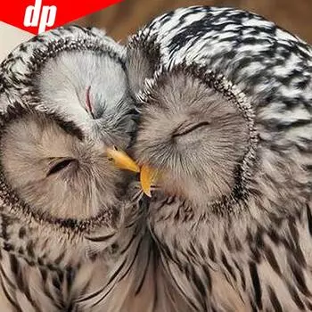 5d Diy Алмазная картина Полный круглый Прибытие Алмазная вышивка Сова Алмаз 30x30CM