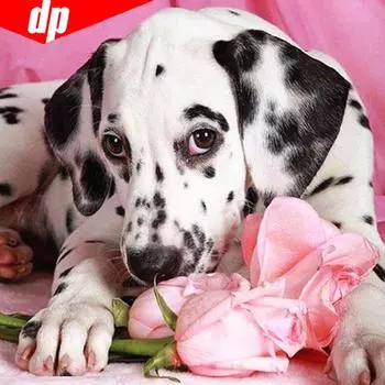 5D DIY Алмазная картина Полный круглый животных Вышивка Продажа Собака Алмазная мозаика Изображение Rhinestone 30x30