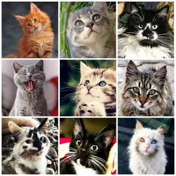 5D DIY Алмазная картина Полосатый кот Арт Алмазная вышивка Стразы Украшения для дома Round 20x30cm