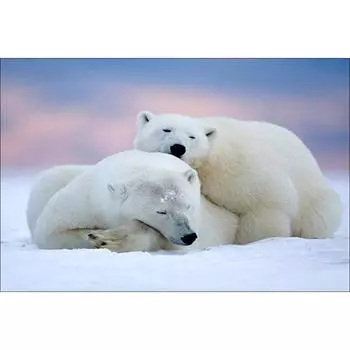5D DIY Алмазная картина прекрасный белый медведь животные вышивка крестиком горный хрусталь домашний декор подарки 20X30CM
