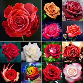 5D DIY Алмазная картина Роза Алмазная вышивка Свежие цветы Вышивка крестиком Полный круглый дрель Ручной домашний декор Подарок Full Round 20x20CM