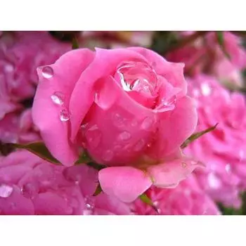 5D DIY Алмазная картина Розовая роза Вышивка Мозаика Вышивка крестом Горный хрусталь Украшение 20X30CM