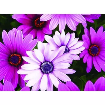 5D DIY Алмазная картина Розовые цветы Вышивка крестом Стразы 20*30 cm