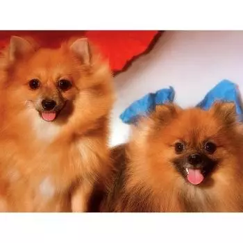 5D DIY Алмазная картина Симпатичные собаки Вышивка Мозаика Вышивка крестом Горный хрусталь Украшение 20X30CM