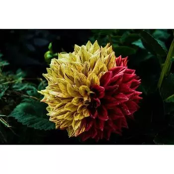 5D DIY Алмазная картина смешанного цвета Цветочная вышивка Мозаика Крест Стежок Горный хрусталь Декор 20X30CM
