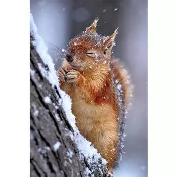 5D Diy Алмазная картина Снежная белка Алмазная вышивка Крестом Домашний декор Подарки ручной работы Round 20x30cm