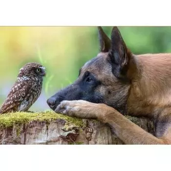 5D DIY Алмазная картина Собака и птица Набор для вышивки крестом Мозаика Алмазная вышивка Роза Полный круглый/квадратный дрель Украшение дома Round 20x30cm